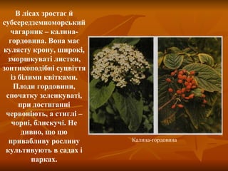 В лісах зростає й субсередземноморський чагарник – калина-гордовина. Вона має кулясту крону, широкі, зморшкуваті листки, зонтикоподібні суцвіття із білими квітками. Плоди гордовини, спочатку зеленкуваті, при достиганні червоніють, а стиглі – чорні, блискучі. Не дивно, що цю привабливу рослину культивують в садах і парках. Калина-гордовина 