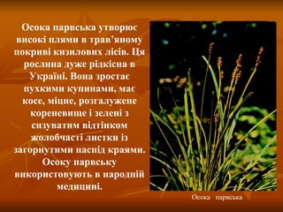 Осока  парвська Осока парвська утворює високі плями в трав ’ яному покриві кизилових лісів. Ця рослина дуже рідкісна в Україні. Вона зростає пухкими купинами, має косе, міцне, розгалужене кореневище і зелені з сизуватим відтінком жолобчасті листки із загорнутими наспід краями. Осоку парвську використовують в народній медицині. 
