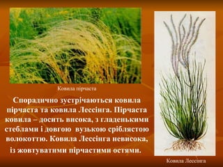 Ковила пірчаста Ковила Лессінга Спорадично зустрічаються ковила пірчаста та ковила Лессінга. Пірчаста ковила – досить висока, з гладенькими стеблами і довгою  вузькою сріблястою волокоттю. Ковила Лессінга невисока, із жовтуватими пірчастими остями.   
