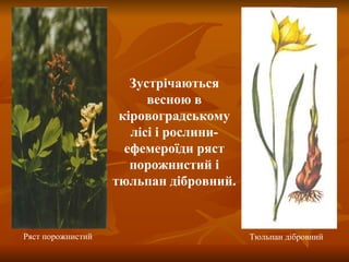 Ряст порожнистий Зустрічаються весною в кіровоградському лісі і рослини-ефемероїди ряст порожнистий і тюльпан дібровний. Тюльпан дібровний 