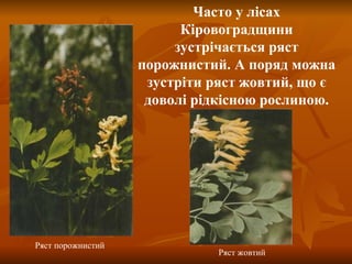 Ряст жовтий Часто у лісах Кіровоградщини зустрічається ряст порожнистий. А поряд можна зустріти ряст жовтий, що є доволі рідкісною рослиною. Ряст порожнистий 