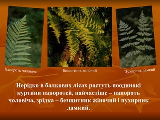 Папороть чоловіча Безщитник жіночий Пухирник ламкий  Нерідко в балкових лісах ростуть поодинокі куртини папоротей, найчастіше – папороть чоловіча, зрідка – безщитник жіночий і пухирник ламкий. 