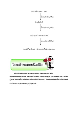 2

(deoxyribonucleicacid, DNA )       ribonucleic acid , RNA) DNA   RNA

                          3                nitrogenous base)           5


(
 