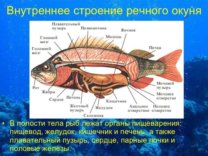 Мозги Рыбы Фото