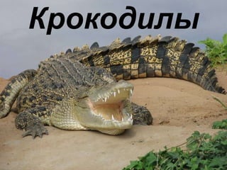 Крокодилы 