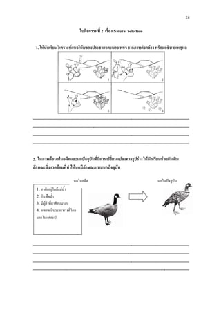 28

                                               ใบกิจกรรมที่ 2 เรื่อง Natural Selection

  1. ใหนักเรียนวิเคราะหแนวโนมของประชากรตะบองเพชร จากภาพดังกลาว พรอมอธิบายเหตุผล




...............................................................................................................................................................
...............................................................................................................................................................
...............................................................................................................................................................
...............................................................................................................................................................

2. ในภาพคือนกในอดีตและนกปจจุบันที่มีการเปลี่ยนแปลงทางรูปราง ใหนักเรียนชวยกันเติม
ลักษณะสิ่งแวดลอมที่ทําใหนกมีลักษณะแบบนกปจจุบัน

                                         นกในอดีต                                                                             นกในปจจุบัน
   1. อาศัยอยูใกลแมน้ํา
   2. กินพืชน้ํา
   3. มีผูลาที่อาศัยบนบก
   4. อพยพเปนระยะทางที่ไกล
   มากในแตละป




...............................................................................................................................................................
...............................................................................................................................................................
...............................................................................................................................................................
...............................................................................................................................................................
 