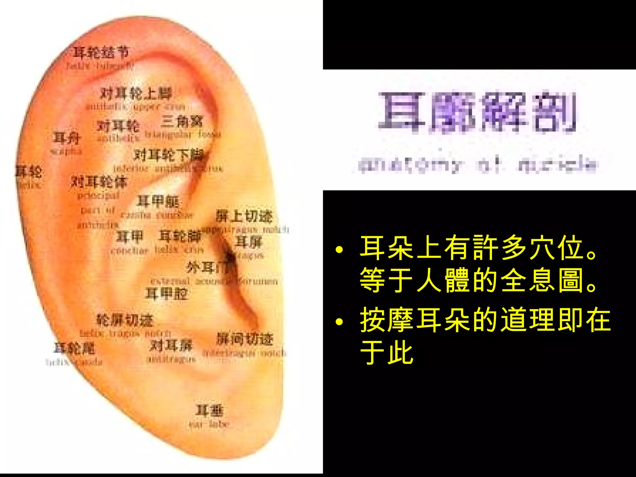 耳朵上有 許 多穴位。等于人 體 的全息 圖 。 按摩耳朵的道理即在于此 