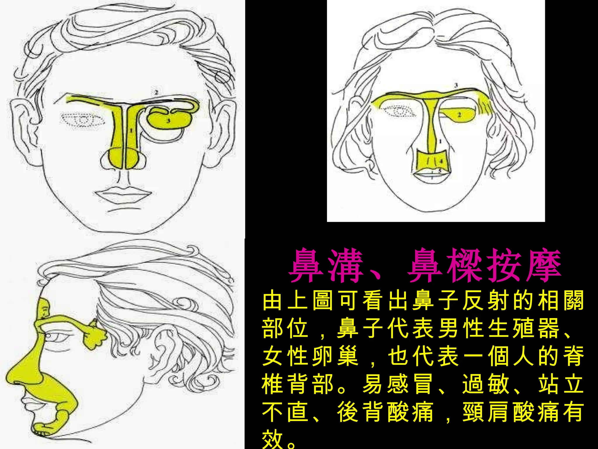 鼻溝、鼻樑按摩 由上圖可看出鼻子反射的相關部位，鼻子代表男性生殖器、女性卵巢，也代表一個人的脊椎背部。易感冒、過敏、站立不直、後背酸痛，頸肩酸痛有效。 