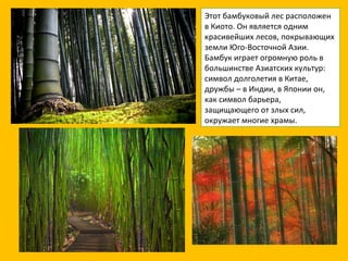 Этот бамбуковый лес расположен в Киото. Он является одним красивейших лесов, покрывающих земли Юго-Восточной Азии.  Бамбук играет огромную роль в большинстве Азиатских культур: символ долголетия в Китае, дружбы – в Индии, в Японии он, как символ барьера, защищающего от злых сил, окружает многие храмы. 