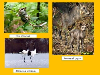 СОНЯ ЯПОНСКАЯ  Японский серау Японские журавли 