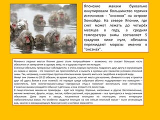 Японские макаки буквально оккупировали большинство горячих источников - "онсэнов" на острове Хоккайдо. На севере Японии, где снег может лежать до четырёх месяцев в году, а средняя температура зимы составляет 5 градусов ниже нуля, обезьяны пережидают морозы именно в "онсэнах". Макаки в людных местах Японии давно стали попрошайками – возможно, это спасает большую часть обезьянок от замерзания в суровую зиму, но и здорово портит им желудки. Снежные обезьяны прекрасные наблюдатели, и очень хорошо научились подражать друг другу и окружающим их людям и зверям - это помогает им приспособиться и выжить в суровых для приматов условиях японской зимы. Так, например, в некоторых группах японских макак принято мыть все съедобное в морской воде. Живут они стаями по 20-25 обезьян, во время отдыха, если нет места для купания, сбиваются в кучу и греются друг об друга. Вожак в стае главный, но порядок среди собратьев обычно поддерживает его помощник – заместитель. Зато многие макаки-самцы – прекрасные отцы и помогают воспитывать свое потомство. У самочки-макаки рождается обычно 1 детеныш, и она опекает его около года. В пище японские макаки не привереды - едят все подряд. Коренья, насекомые и другие беспозвоночные, мелкие животные, фрукты, ягоды, листья, побеги растений, кора деревьев – все пригодится в пищу снежным обезьянам. Даже зерно и овощи, посаженные японцами на плантациях, очень интересуют любознательных макак. Но особенно сердится японцам на них нельзя: японский макак – ныне исчезающих вид, занесен в международную Красную книгу и активно охраняется. 