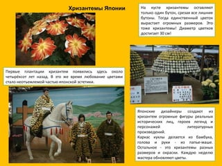 Первые плантации хризантем появились здесь около четырёхсот лет назад. В это же время любование цветами стало неотъемлемой частью японской эстетики. На кусте хризантемы оставляют только один бутон, срезая все лишние бутоны. Тогда единственный цветок вырастает огромных размеров. Это тоже хризантемы! Диаметр цветков достигает 30 см! Японские дизайнеры создают из хризантем огромные фигуры реальных исторических лиц, героев легенд и персонажей литературных произведений. Каркас куклы делается из бамбука, голова и руки - из папье-маше. Остальное - это хризантемы разных размеров и окраски. Каждую неделю мастера обновляют цветы. Хризантемы Японии 