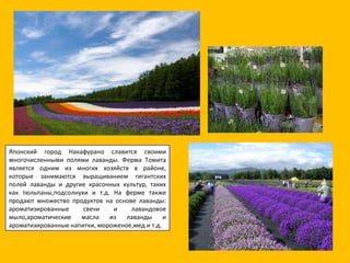 Японский город Накафурано славится своими многочисленными полями лаванды. Ферма Томита является одним из многих хозяйств в районе, которые занимаются выращиванием гигантских полей лаванды и другие красочных культур, таких как тюльпаны,подсолнухи и т.д. На ферме также продают множество продуктов на основе лаванды: ароматизированные свечи и лавандовое мыло,ароматические масла из лаванды и ароматизированные напитки, мороженое,мед и т.д. 