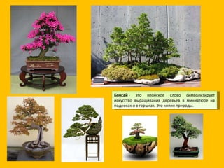 Бонсай  - это японское слово символизирует искусство выращивания деревьев в миниатюре на подносах и в горшках. Это копия природы. 