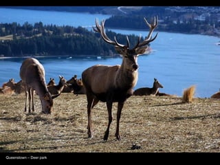 Queenstown C Deer park 