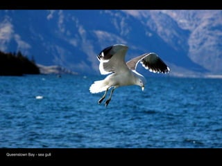 Queenstown Bay - sea gull 