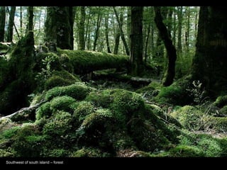 Southwest of south island C forest 
