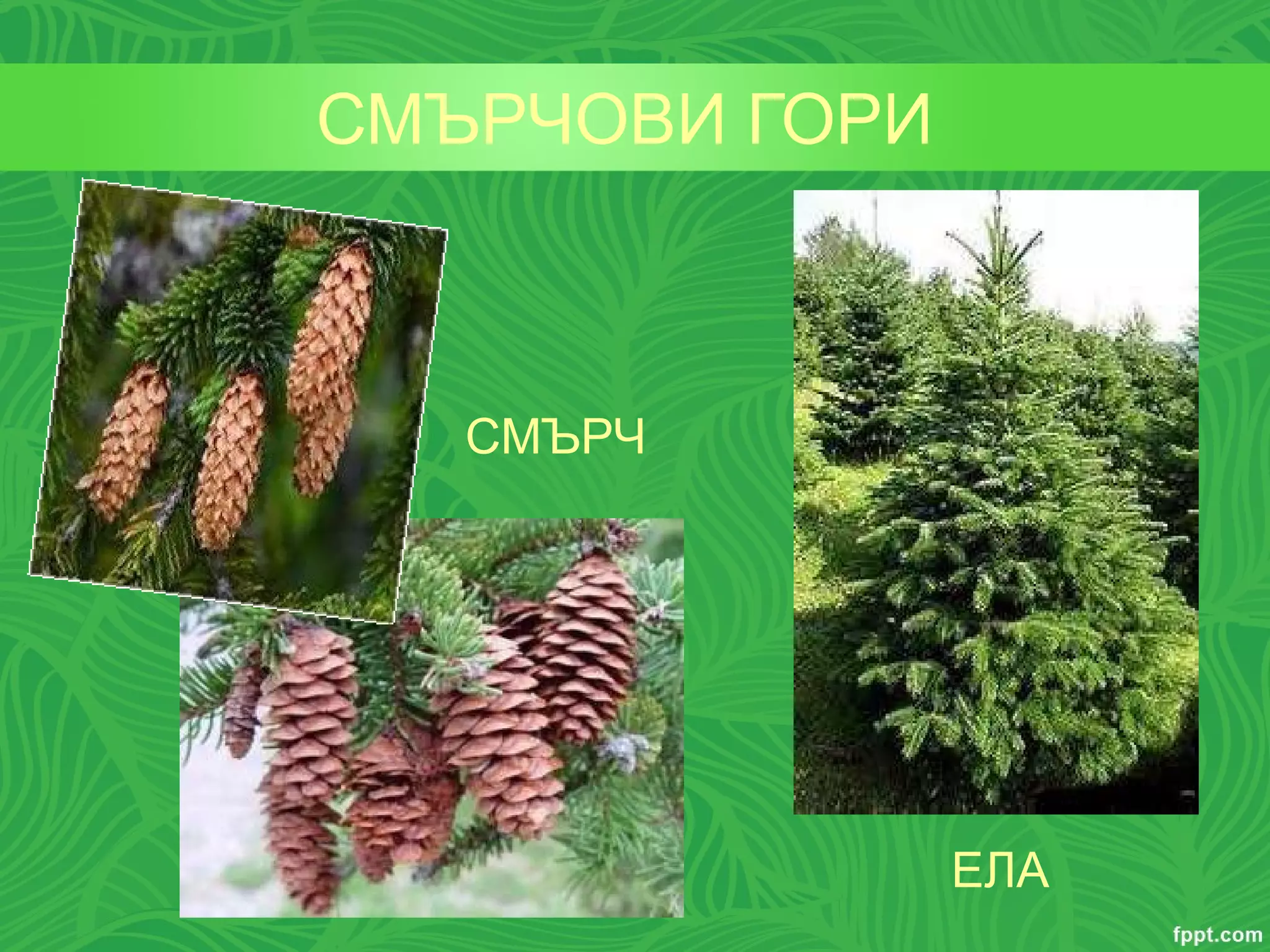 на излет в гората | PPT