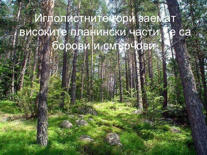 на излет в гората