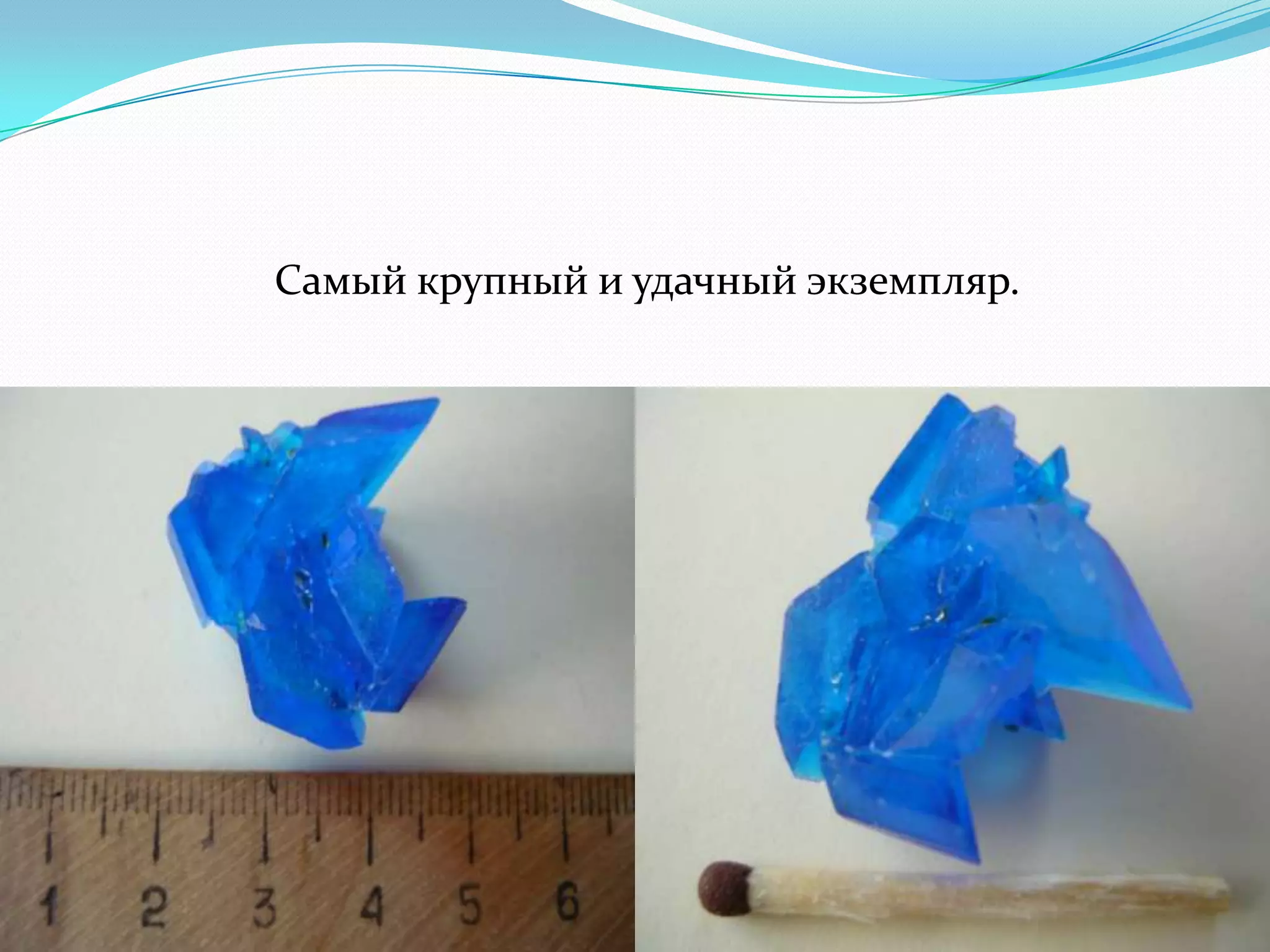 Самый крупный и удачный экземпляр.
 