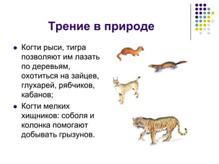 Сила Трения. Трение В Природе И Технике. | PPT