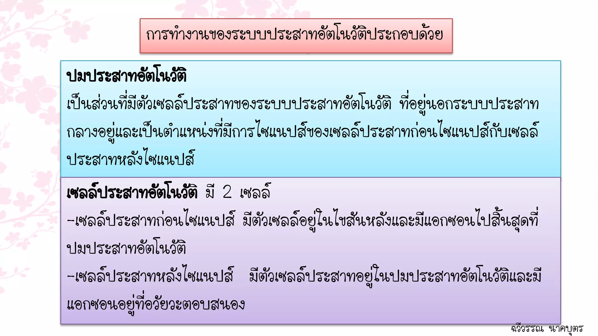 การทางานของระบบประสาทอัตโนวัติประกอบด้วย
ปมประสาทอัตโนวัติ
เป็นส่วนที่มีตัวเซลล์ประสาทของระบบประสาทอัตโนวัติ ที่อยู่นอกระบบประสาท
กลางอยู่และเป็นตาแหน่งที่มีการไซแนปส์ของเซลล์ประสาทก่อนไซแนปส์กับเซลล์
ประสาทหลังไซแนปส์
เซลล์ประสาทอัตโนวัติ มี 2 เซลล์
-เซลล์ประสาทก่อนไซแนปส์ มีตัวเซลล์อยู่ในไขสันหลังและมีแอกซอนไปสิ้นสุดที่
ปมประสาทอัตโนวัติ
-เซลล์ประสาทหลังไซแนปส์ มีตัวเซลล์ประสาทอยู่ในปมประสาทอัตโนวัติและมี
แอกซอนอยู่ที่อวัยวะตอบสนอง
                                                                   ฉวีวรรณ นาคบุตร
 