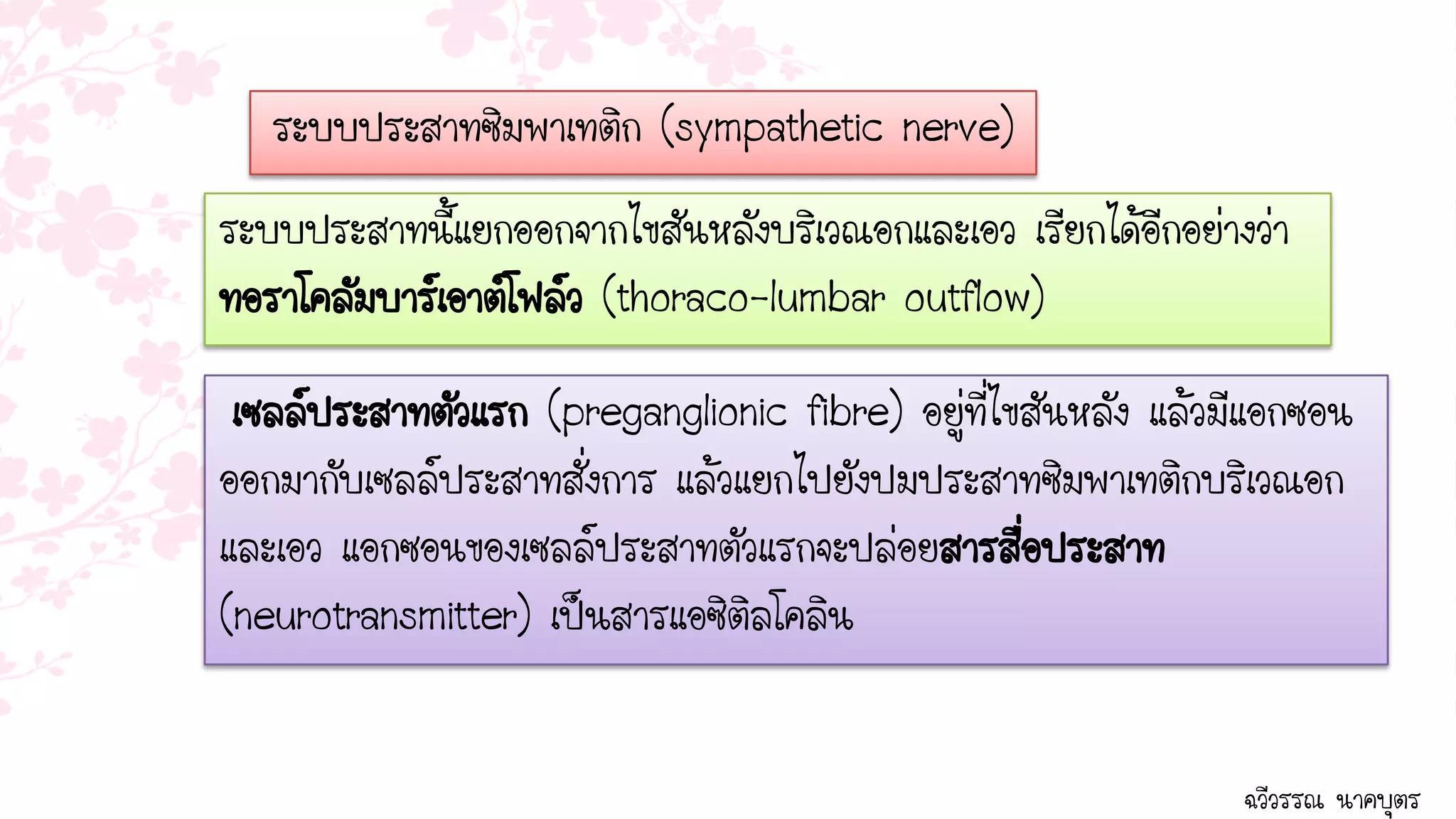 ระบบประสาทซิมพาเทติก (sympathetic nerve)
ระบบประสาทนี้แยกออกจากไขสันหลังบริเวณอกและเอว เรียกได้อีกอย่างว่า
ทอราโคลัมบาร์เอาต์โฟล์ว (thoraco-lumbar outflow)

 เซลล์ประสาทตัวแรก (preganglionic fibre) อยู่ที่ไขสันหลัง แล้วมีแอกซอน
ออกมากับเซลล์ประสาทสั่งการ แล้วแยกไปยังปมประสาทซิมพาเทติกบริเวณอก
และเอว แอกซอนของเซลล์ประสาทตัวแรกจะปล่อยสารสื่อประสาท
(neurotransmitter) เป็นสารแอซิติลโคลิน


                                                               ฉวีวรรณ นาคบุตร
 