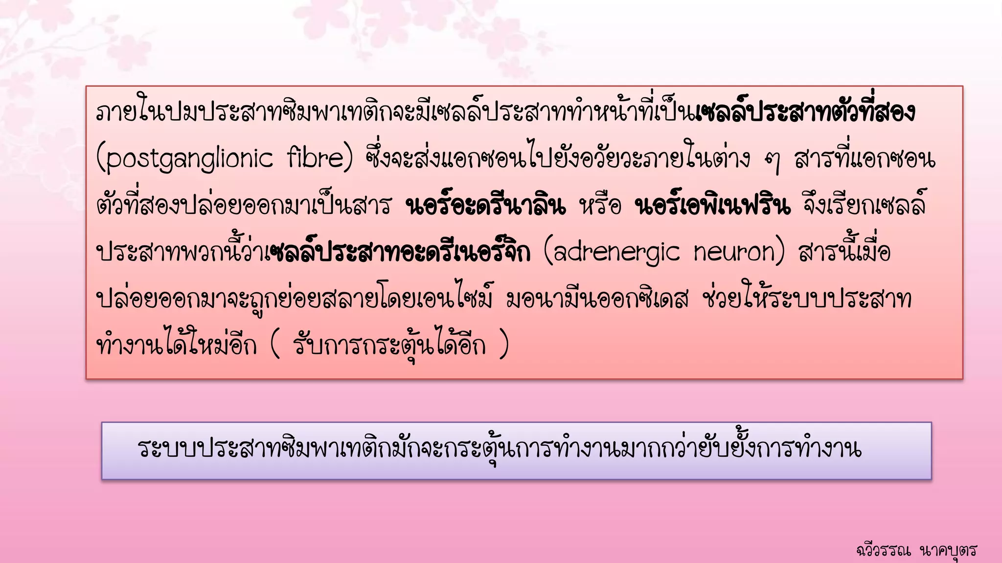 ภายในปมประสาทซิมพาเทติกจะมีเซลล์ประสาททาหน้าที่เิป็นเซลล์ประสาทตัวที่สอง
(postganglionic fibre) ซึ่งจะส่งแอกซอนไปยังอวัยวะภายในต่าง ๆ สารที่แอกซอน
ตัวที่สองปล่อยออกมาเป็นสาร นอร์อะดรีนาลิน หรือ นอร์เอพิเนฟริน จึงเิรียกเซลล์
ประสาทพวกนี้ว่าเซลล์ประสาทอะดรีเนอร์จก (adrenergic neuron) สารนี้เมื่อ
                                        ิ
ปล่อยออกมาจะถูกย่อยสลายโดยเอนไซม์ มอนามีนออกซิเดส ช่วยให้ระบบประสาท
ทางานได้ใหม่อีก ( รับการกระตุ้นได้อีก )

   ระบบประสาทซิมพาเทติกมักจะกระตุ้นการทางานมากกว่ายับยั้งการทางาน

                                                                    ฉวีวรรณ นาคบุตร
 
