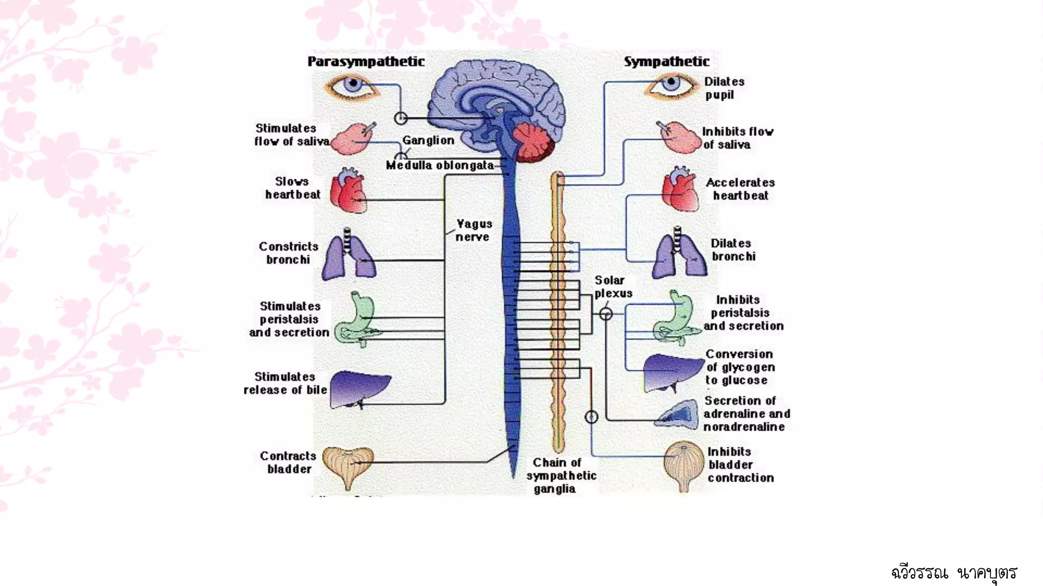 ฉวีวรรณ นาคบุตร
 