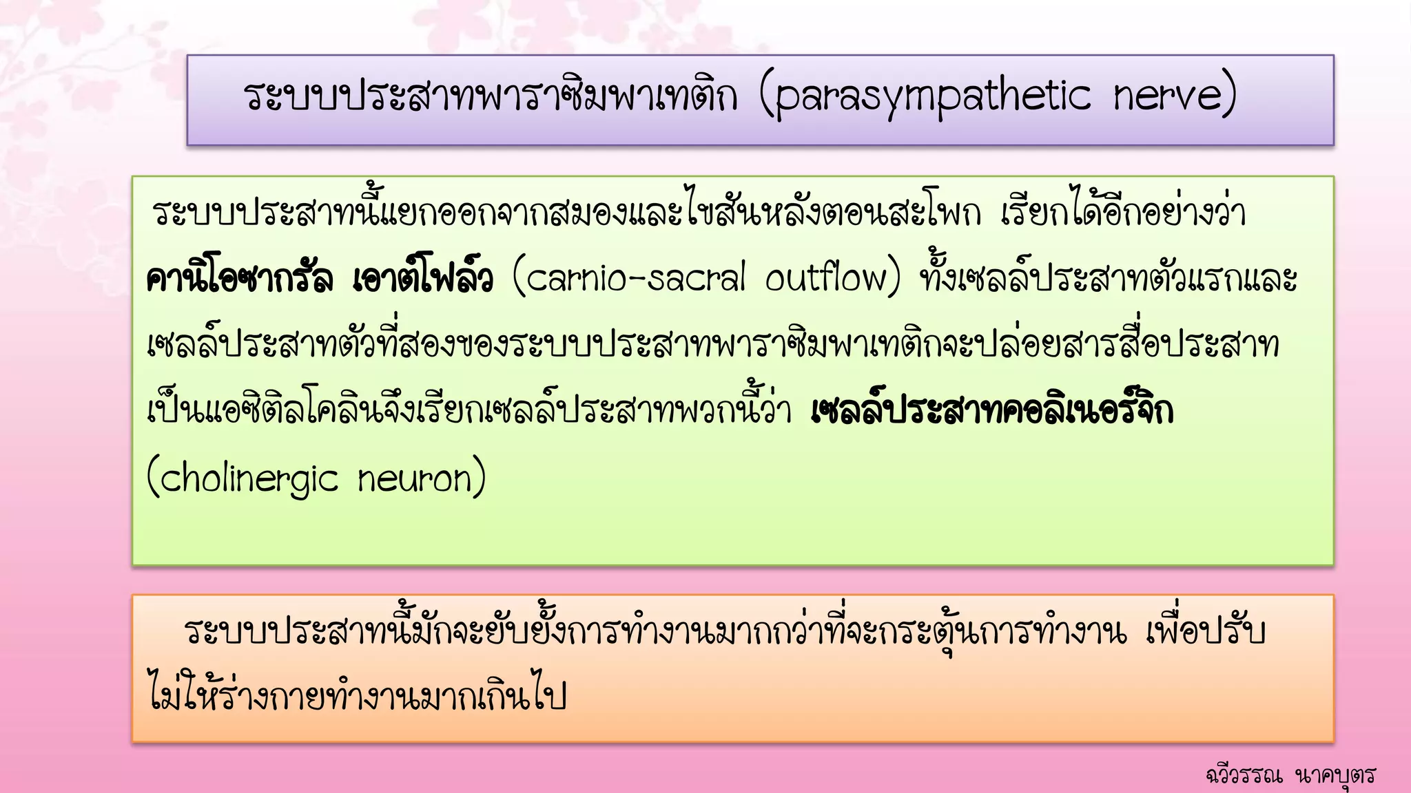 ระบบประสาทพาราซิมพาเทติก (parasympathetic nerve)
 ระบบประสาทนี้แยกออกจากสมองและไขสันหลังตอนสะโพก เิรียกได้อีกอย่างว่า
คานิโอซากรัล เอาต์โฟล์ว (carnio-sacral outflow) ทั้งเซลล์ประสาทตัวแรกและ
เซลล์ประสาทตัวที่สองของระบบประสาทพาราซิมพาเทติกจะปล่อยสารสื่อประสาท
เป็นแอซิติลโคลินจึงเรียกเซลล์ประสาทพวกนี้ว่า เซลล์ประสาทคอลิเนอร์จก
                                                                  ิ
(cholinergic neuron)

   ระบบประสาทนี้มักจะยับยั้งการทางานมากกว่าที่จะกระตุ้นการทางาน เพื่อปรับ
ไม่ให้ร่างกายทางานมากเกินไป
                                                                     ฉวีวรรณ นาคบุตร
 