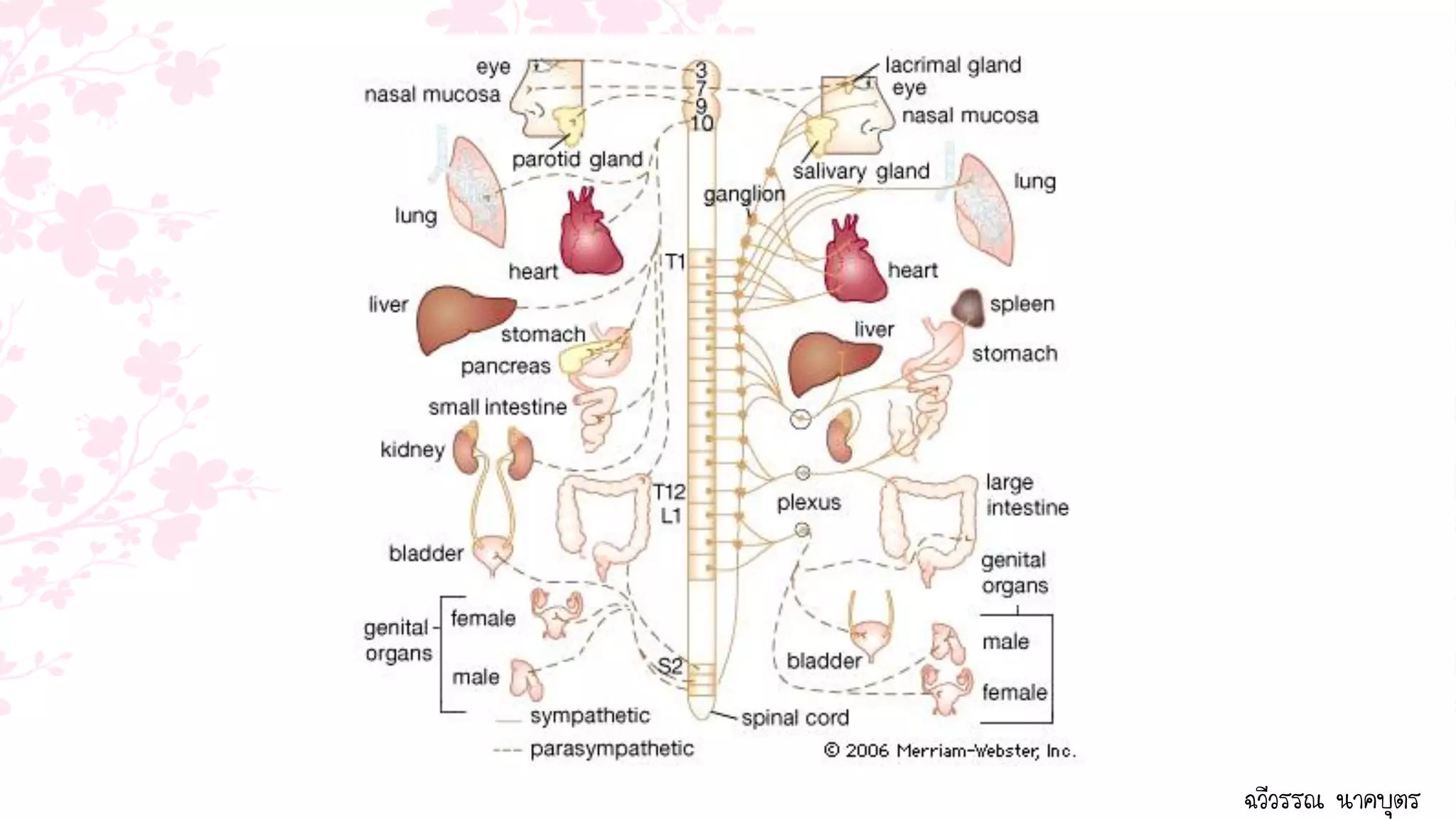 ฉวีวรรณ นาคบุตร
 