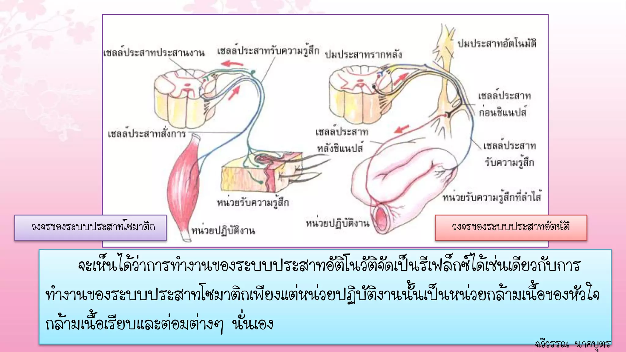 วงจรของระบบประสาทโซมาติก                                      วงจรของระบบประสาทอัตนัติ

       จะเห็นได้ว่าการทางานของระบบประสาทอัติโนวัติจัดเป็นรีเฟล็กซ์ได้เช่นเดียวกับการ
  ทางานของระบบประสาทโซมาติกเพียงแต่หน่วยปฏิบัติงานนั้นเป็นหน่วยกล้ามเนื้อของหัวใจ
  กล้ามเนื้อเรียบและต่อมต่างๆ นั่นเอง
                                                                              ฉวีวรรณ นาคบุตร
 
