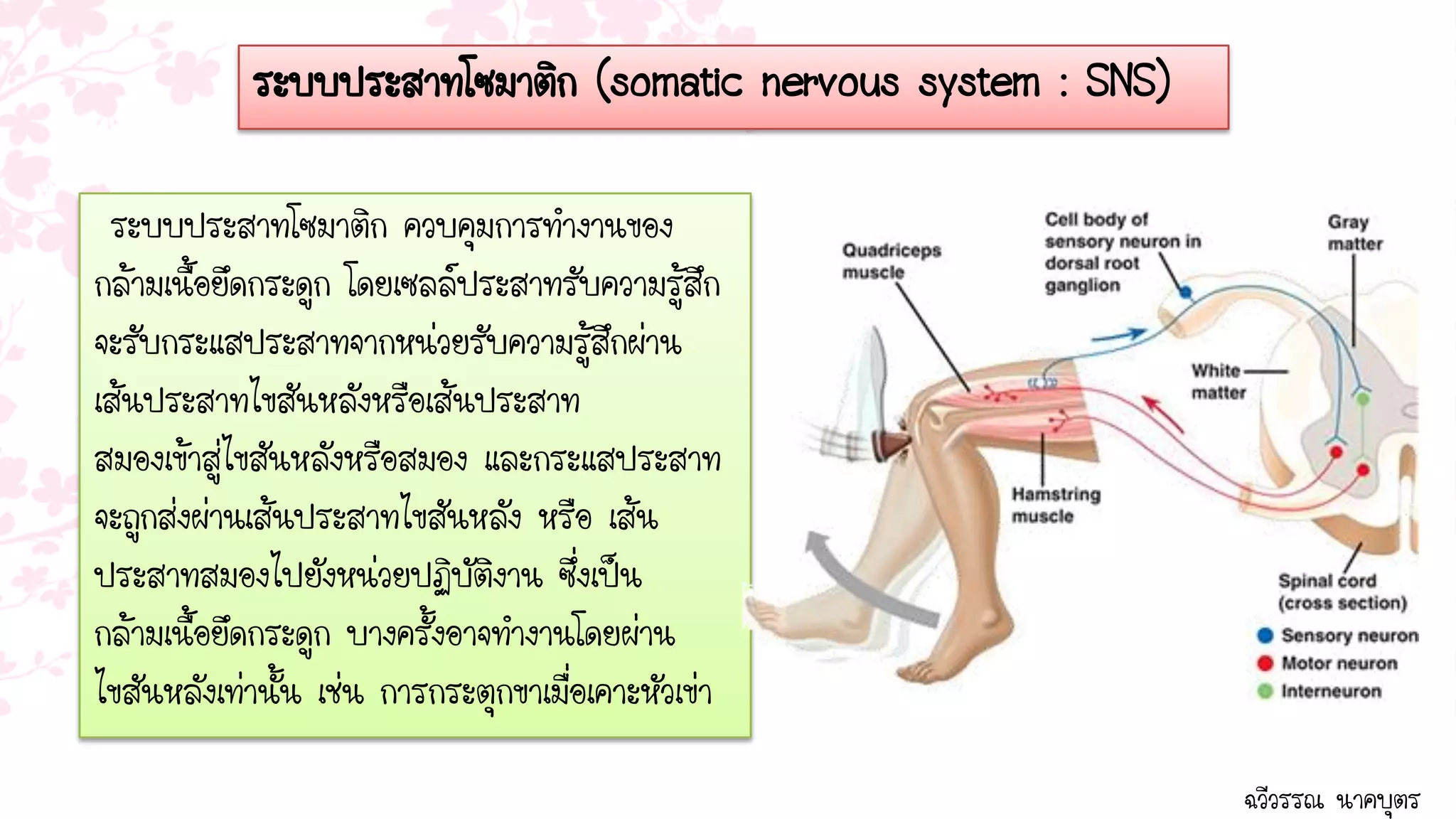 ระบบประสาทโซมาติก (somatic nervous system : SNS)

 ระบบประสาทโซมาติก ควบคุมการทางานของ
กล้ามเนื้อยึดกระดูก โดยเซลล์ประสาทรับความรู้สึก
จะรับกระแสประสาทจากหน่วยรับความรู้สึกผ่าน
เส้นประสาทไขสันหลังหรือเส้นประสาท
สมองเข้าสู่ไขสันหลังหรือสมอง และกระแสประสาท
จะถูกส่งผ่านเส้นประสาทไขสันหลัง หรือ เส้น
ประสาทสมองไปยังหน่วยปฏิบัติงาน ซึ่งเป็น
กล้ามเนื้อยึดกระดูก บางครั้งอาจทางานโดยผ่าน
ไขสันหลังเท่านั้น เช่น การกระตุกขาเมื่อเคาะหัวเข่า

                                                               ฉวีวรรณ นาคบุตร
 