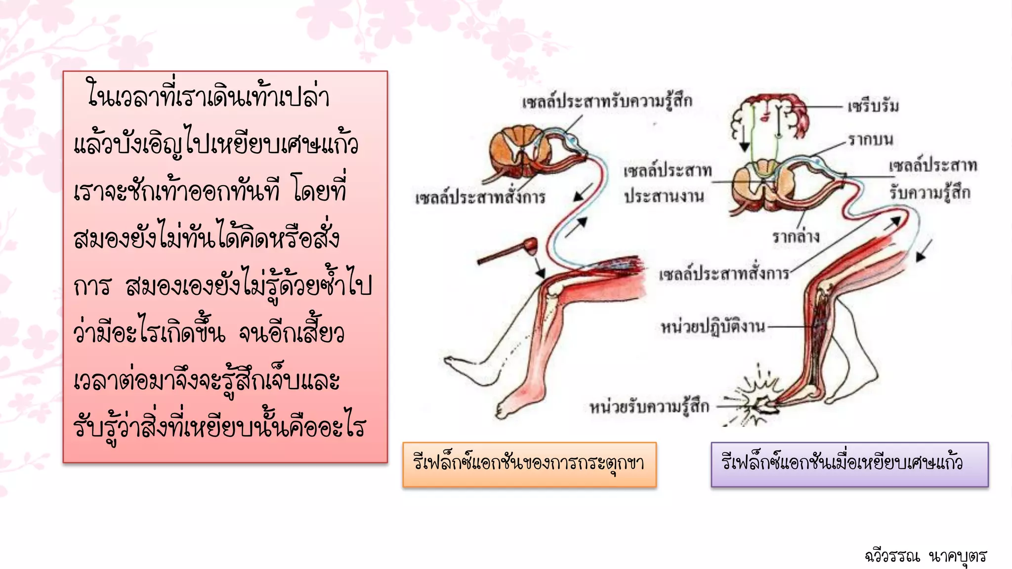 ในเวลาที่เราเดินเท้าเปล่า
แล้วบังเอิญไปเหยียบเศษแก้ว
เราจะชักเท้าออกทันที โดยที่ิ
สมองยังไม่ทันได้คิดหรือสั่ง
การ สมองเองยังไม่รู้ด้วยซ้าไป
ว่ามีอะไรเกิดขึ้น จนอีกเสี้ยว
เวลาต่อมาจึงจะรูสึกเจ็บและ
                     ้
รับรู้ว่าสิ่งที่เหยียบนั้นคืออะไร
                                    รีเฟล็กซ์แอกชันของการกระตุกขา   รีเฟล็กซ์แอกชันเมื่อเหยียบเศษแก้ว


                                                                                       ฉวีวรรณ นาคบุตร
 