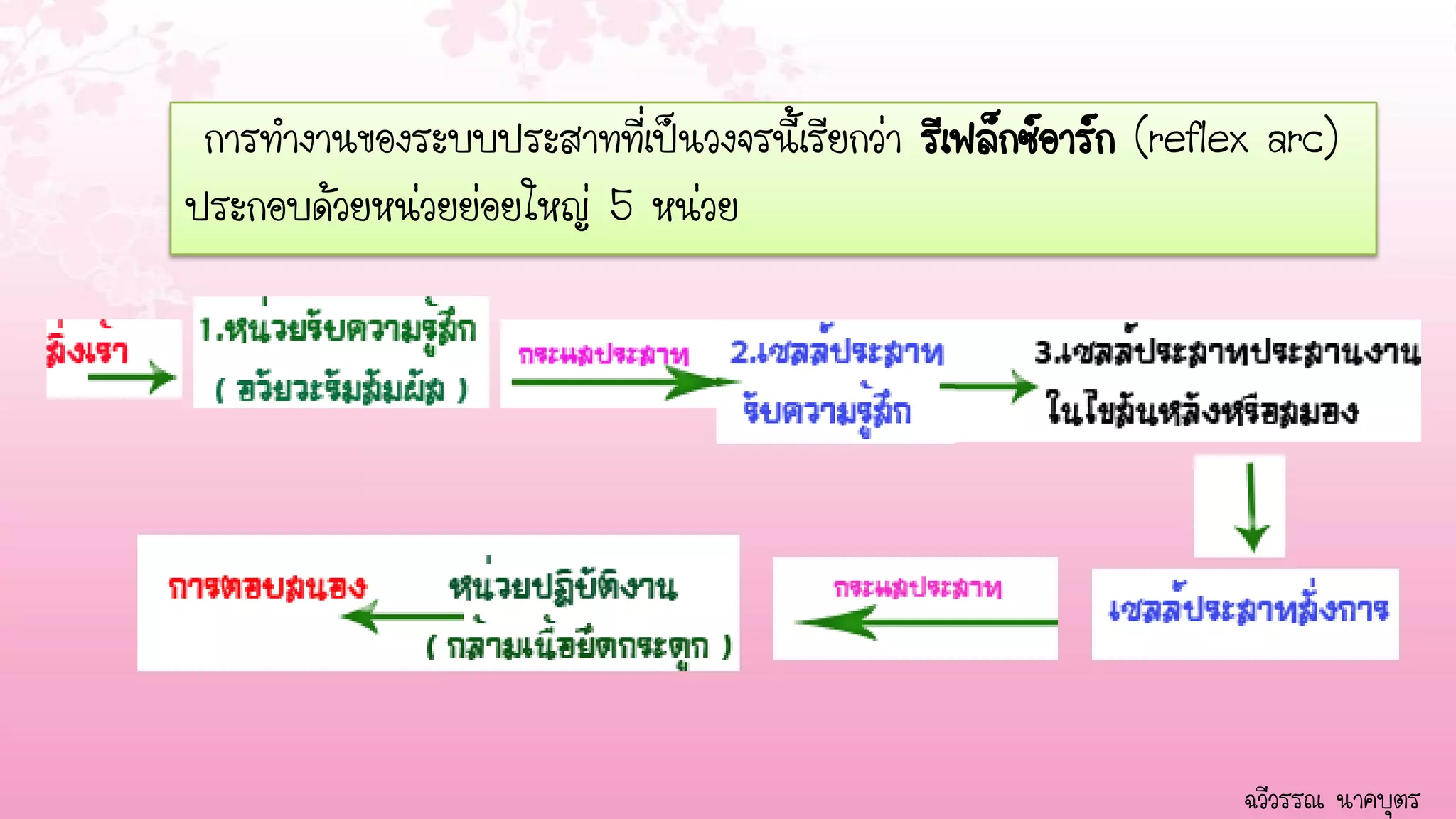 การทางานของระบบประสาทที่เป็นวงจรนี้เิรียกว่า รีเฟล็กซ์อาร์ก (reflex arc)
ประกอบด้วยหน่วยย่อยใหญ่ 5 หน่วย




                                                                   ฉวีวรรณ นาคบุตร
 