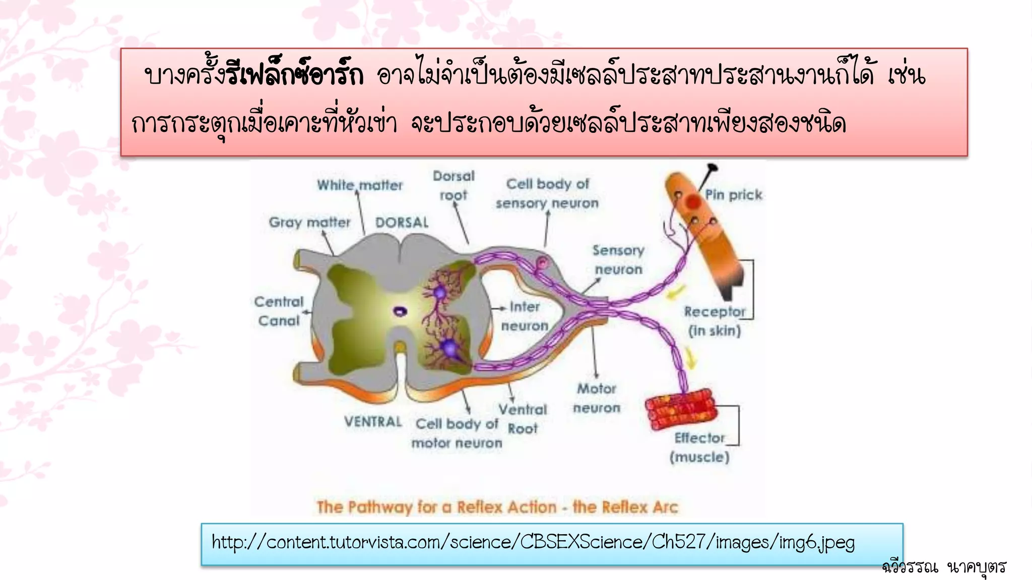 บางครั้งรีเฟล็กซ์อาร์ก อาจไม่จาเป็นต้องมีเซลล์ประสาทประสานงานก็ได้ เช่น
การกระตุกเมื่อเคาะที่หัวเข่า จะประกอบด้วยเซลล์ประสาทเพียงสองชนิด




       http://content.tutorvista.com/science/CBSEXScience/Ch527/images/img6.jpeg
                                                                                   ฉวีวรรณ นาคบุตร
 