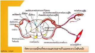 ทิศทางการเคลื่อนที่ของกระแสประสาทเข้าและออกจากไขสันหลัง
ครูฉวีวรรณ นาคบุตร
 