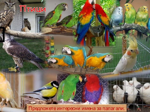 ppt
