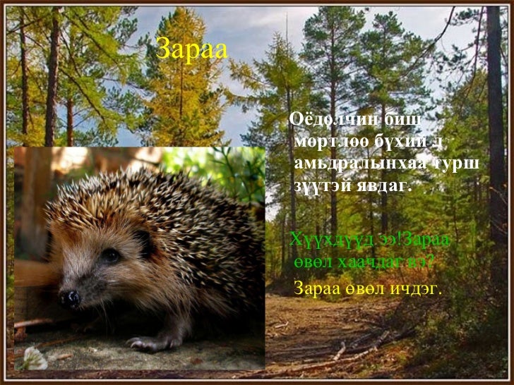 зэрлэг амьтад