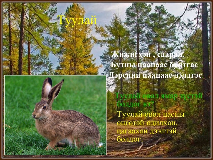 зэрлэг амьтад
