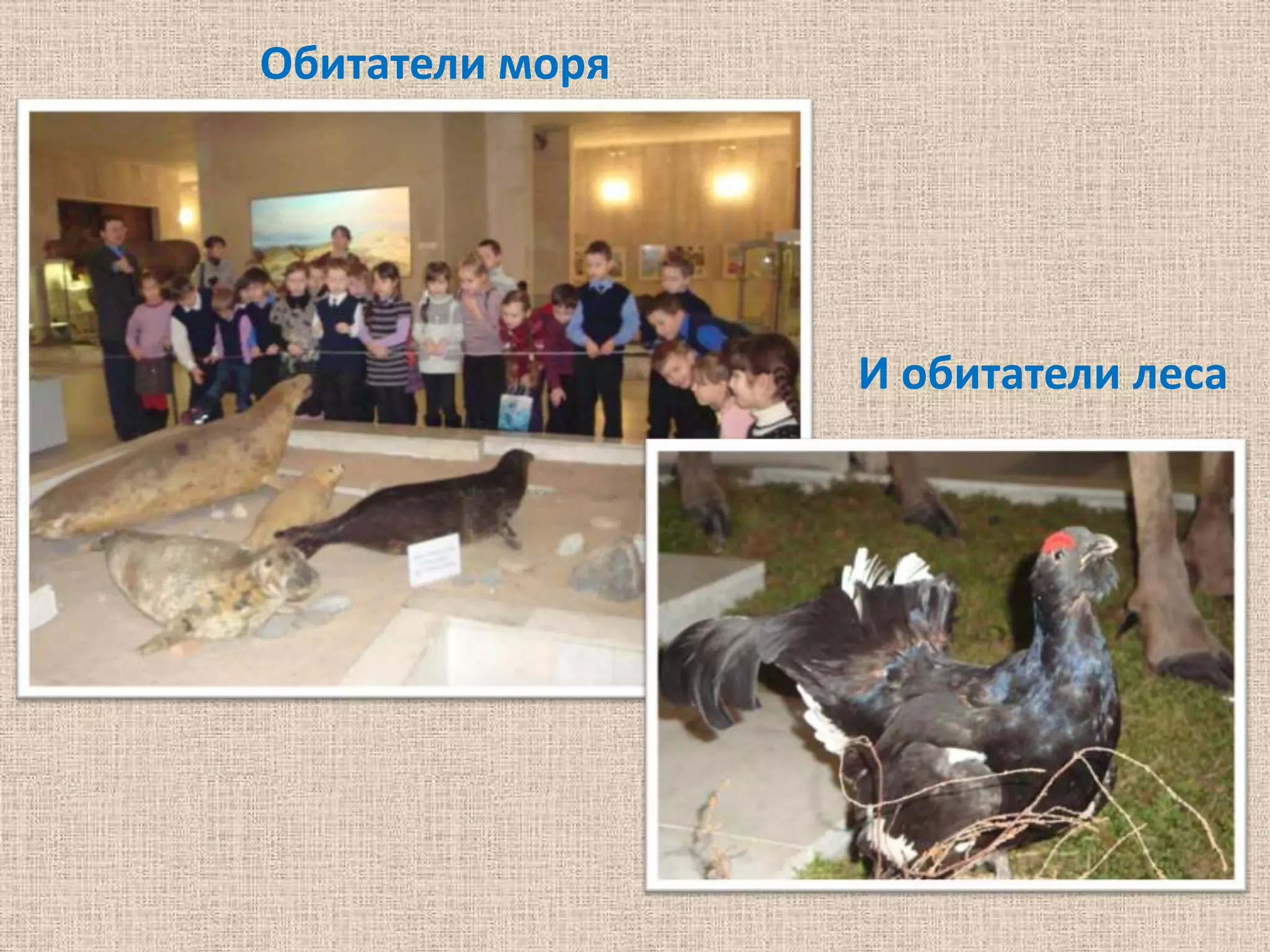 Обитатели моря




                 И обитатели леса
 