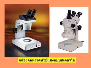 กล้องจุลทรรศน์ใช้แสงแบบสเตอริโอ 