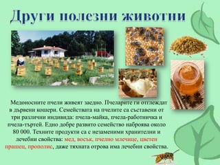 Медоносните пчели живеят заедно. Пчеларите ги отглеждат
  в дървени кошери. Семействата на пчелите са съставени от
   три ...
