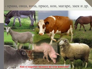 - крава, овца, коза, прасе, кон, магаре, заек и др.




         Как се наричат малките на тези животни?
 