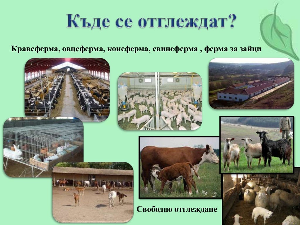 Селскостопански животни
