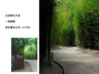 走過櫻花步道    一個轉彎  眼前驀然出現一片竹林 