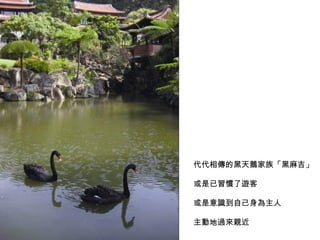 代代相傳的黑天鵝家族「黑麻吉」 或是已習慣了遊客  或是意識到自己身為主人  主動地過來親近 