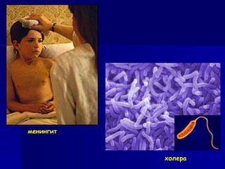 <ul><li>менингит </li></ul>холера 