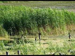Μικρή και Μεγάλη Πρέσπα