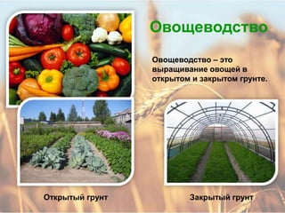 Овощеводство
                 Овощеводство – это
                 выращивание овощей в
                 открытом и закрытом грунте.




Открытый грунт           Закрытый грунт
 